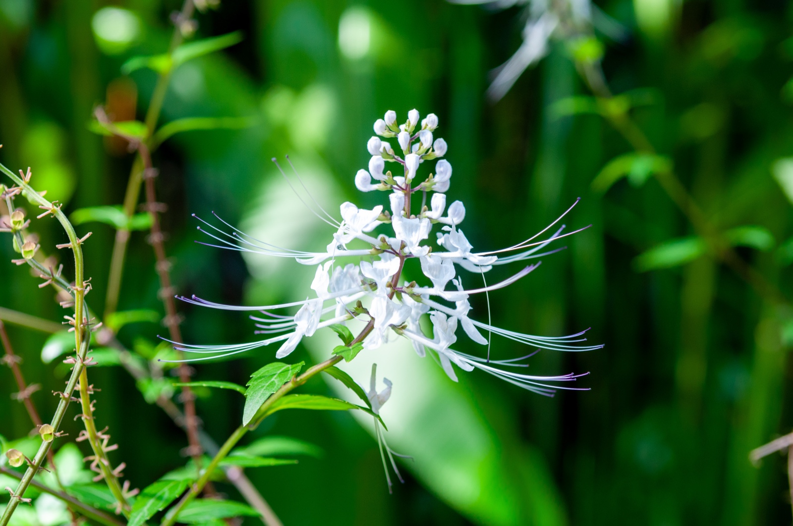 Orthosiphon - Katzenbart