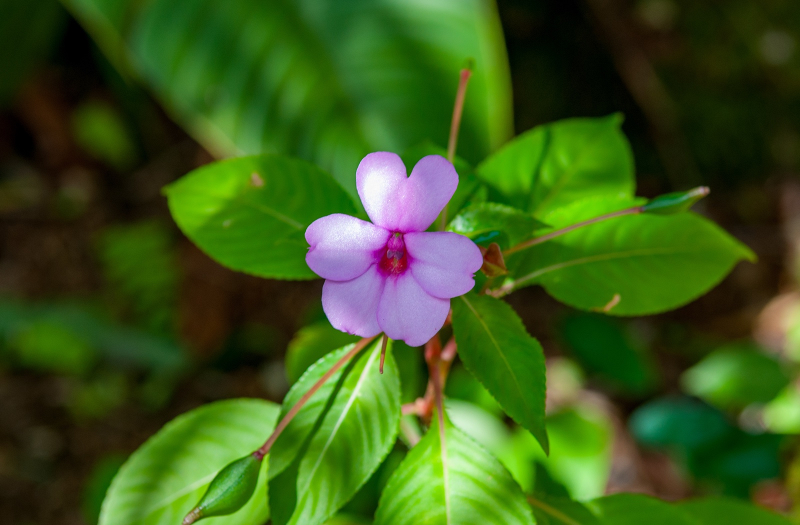 Impatiens flaccida