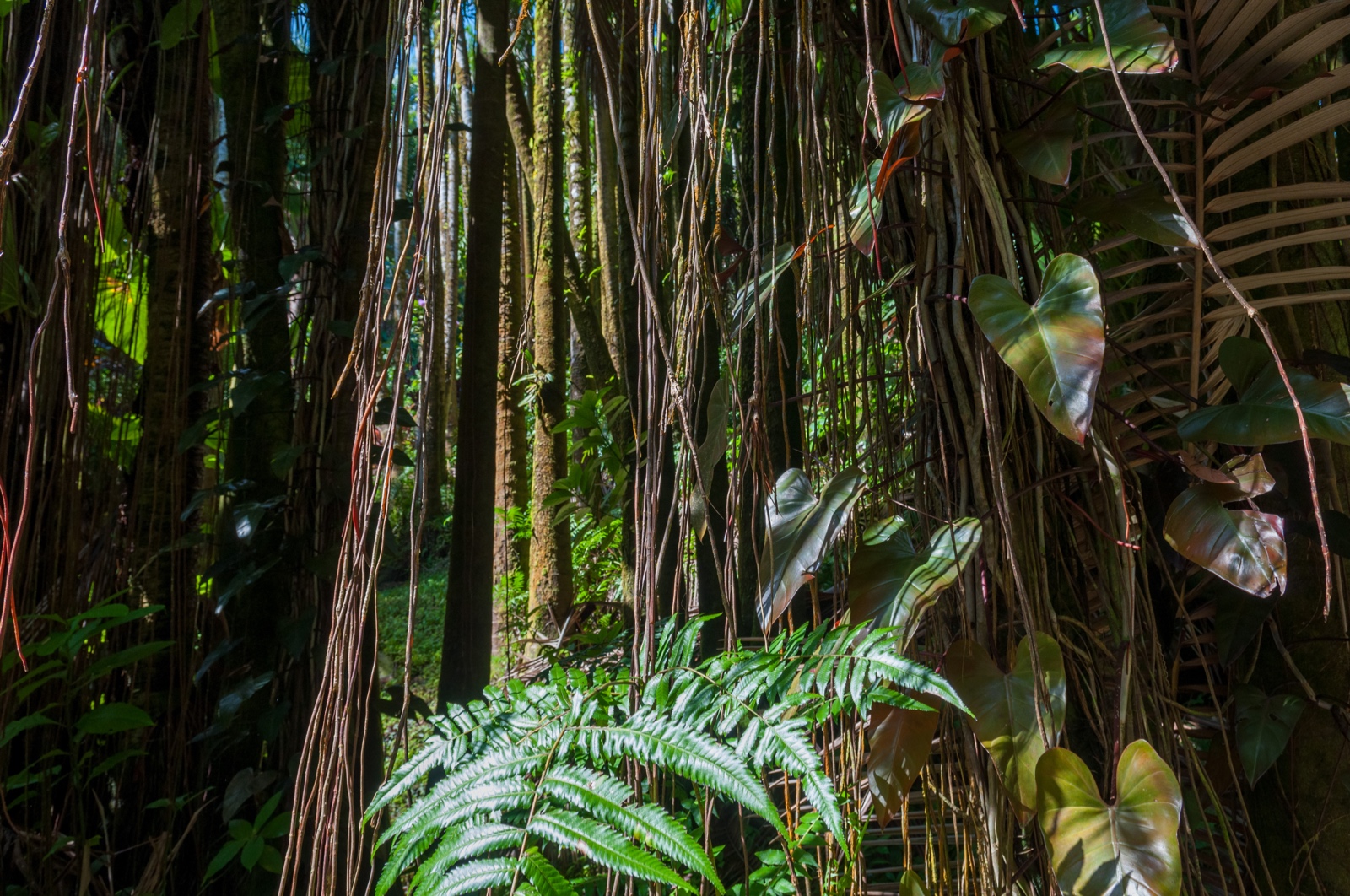 Botanischer Garten auf Hilo