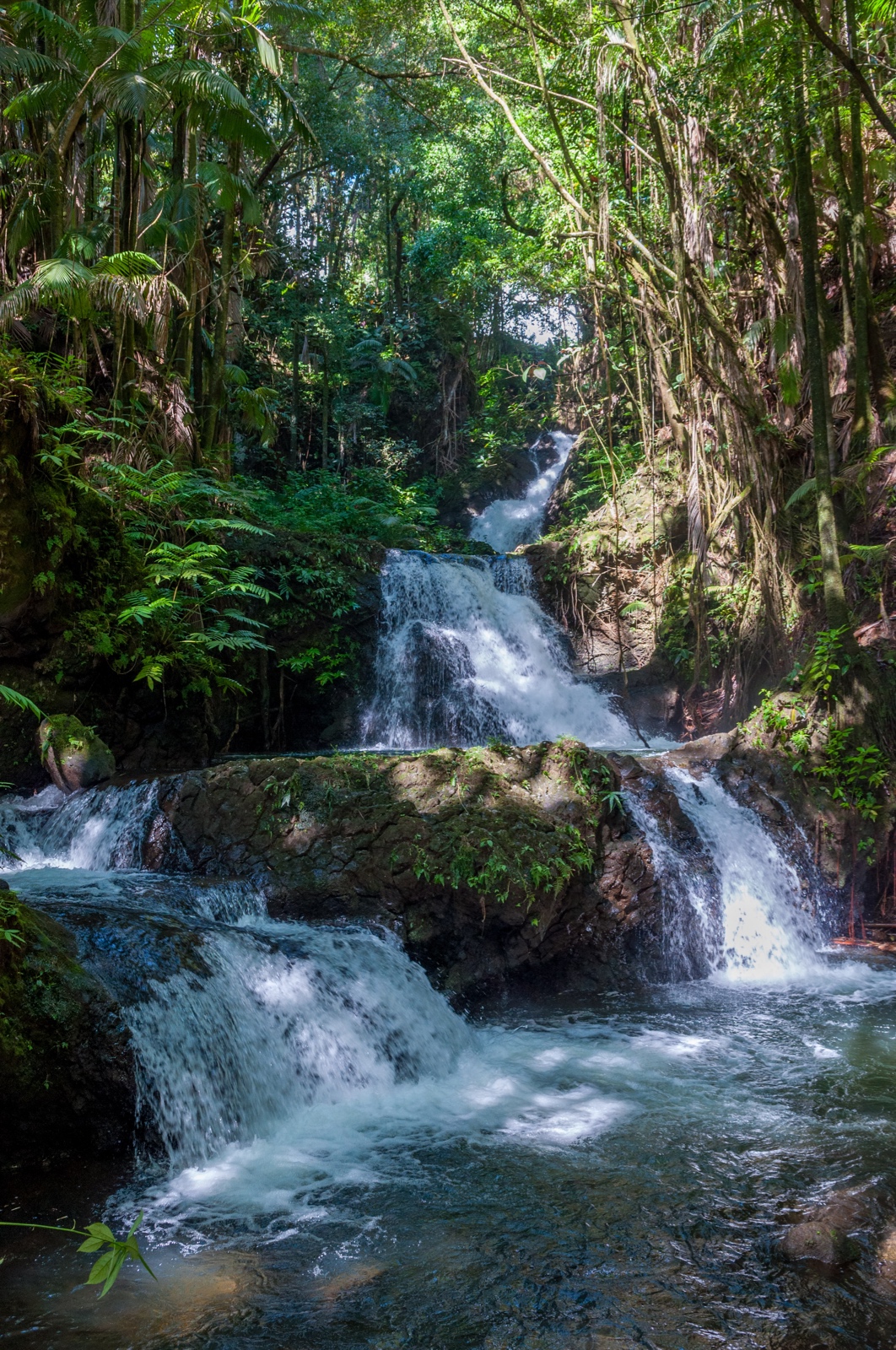 Botanischer Garten auf Hilo