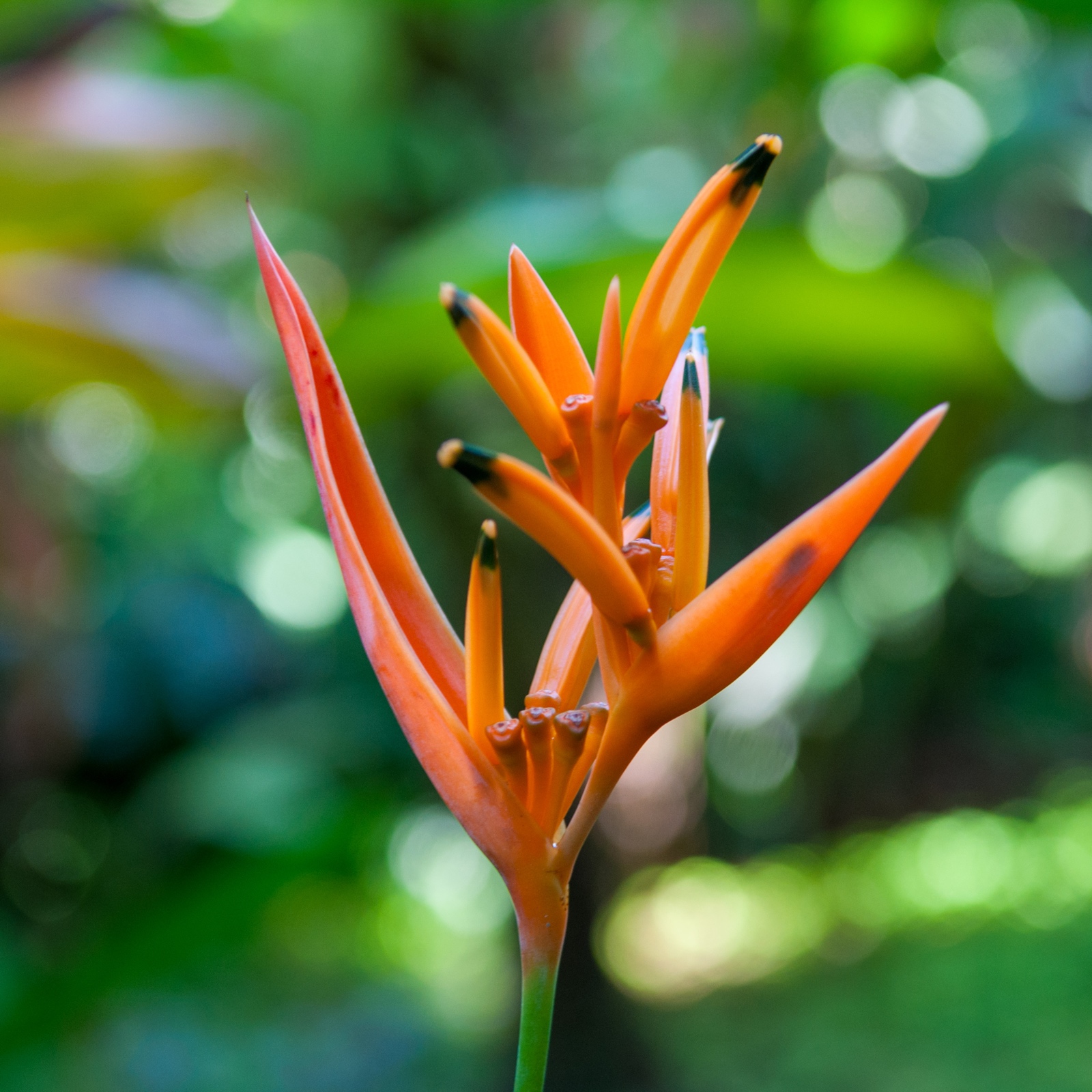 Heliconia Psittacorum - Parrot's beak
