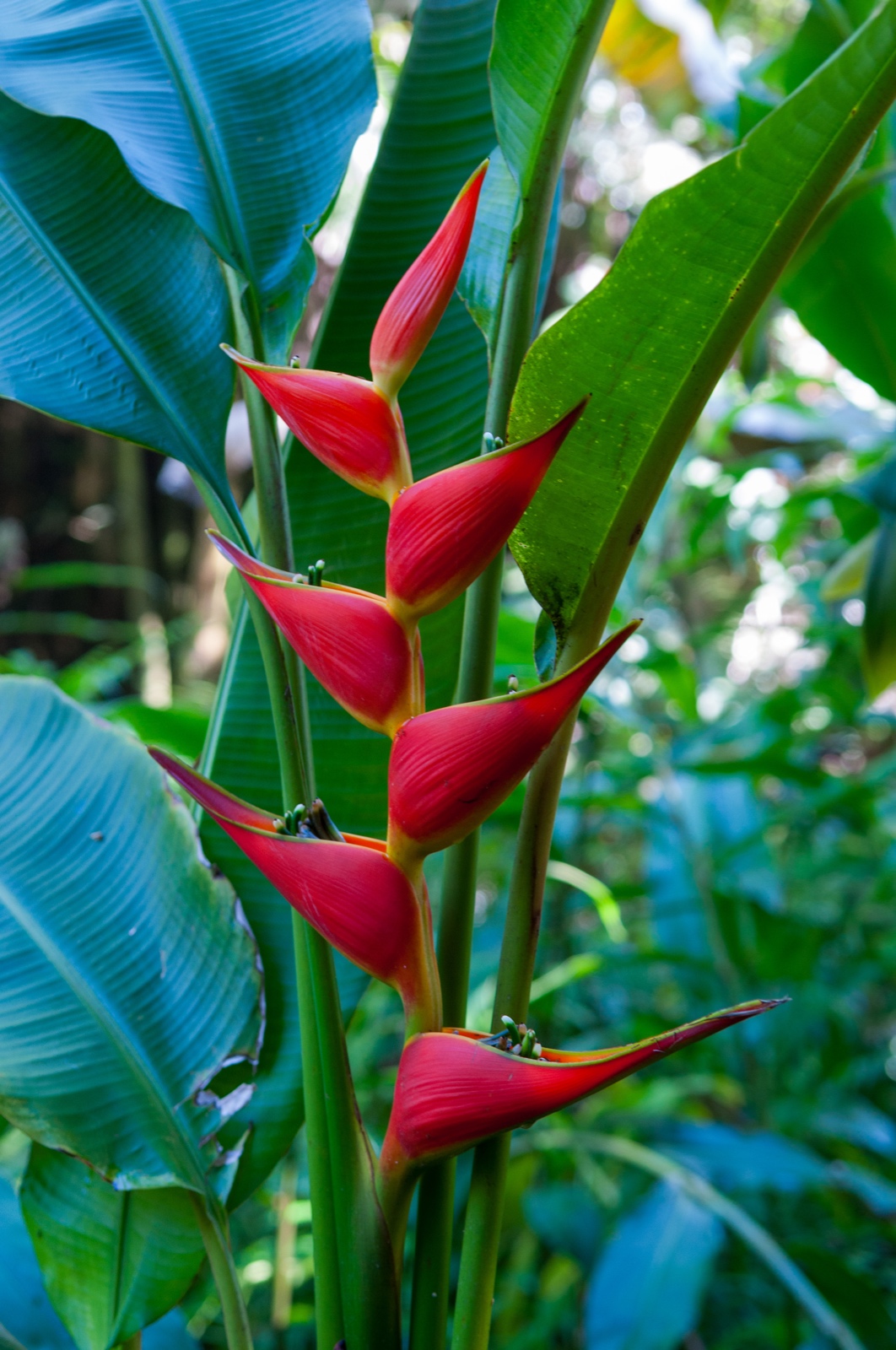 Heliconia Bihai - Red Palulu Flower