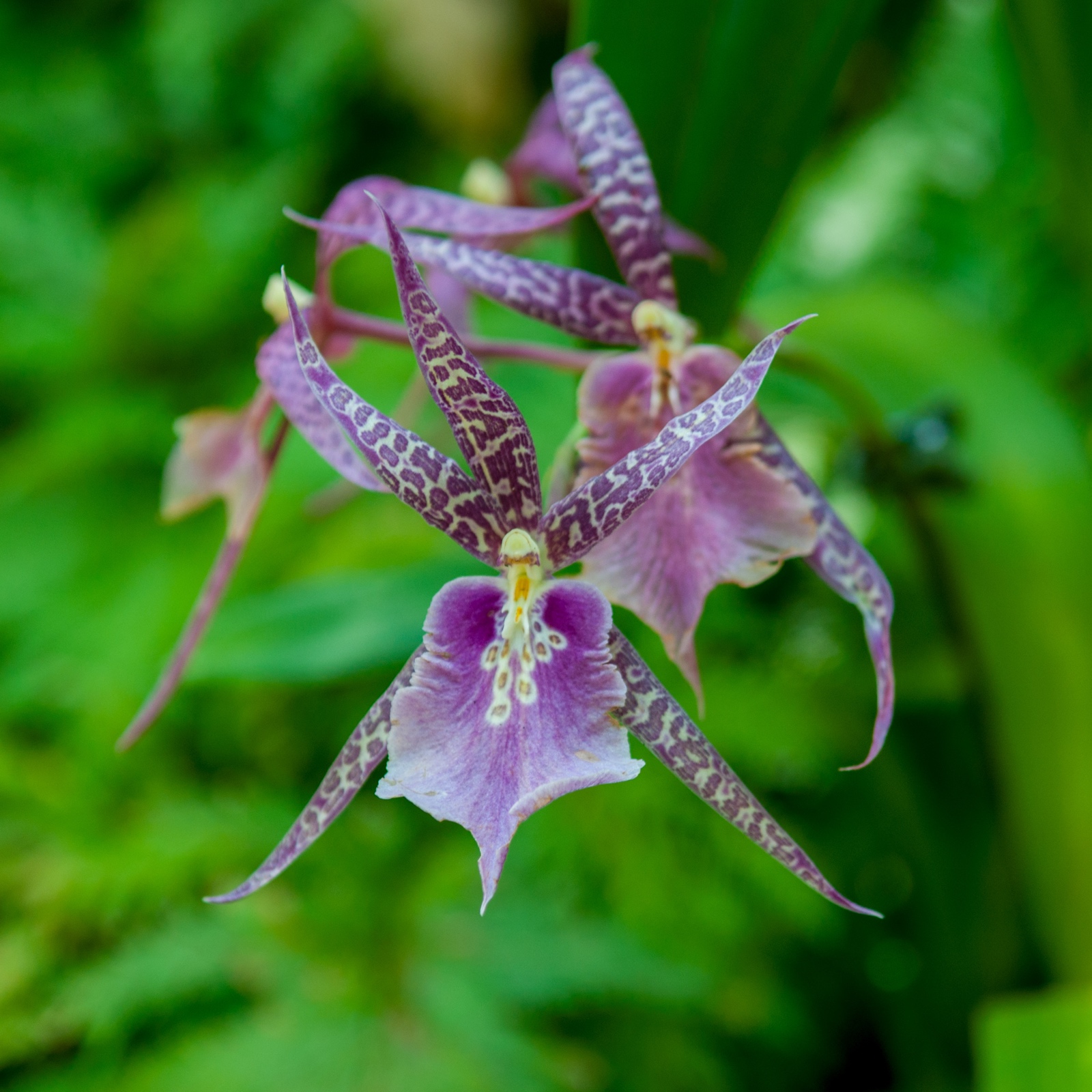 Brassia arachnoidea - Spinnenorchidee