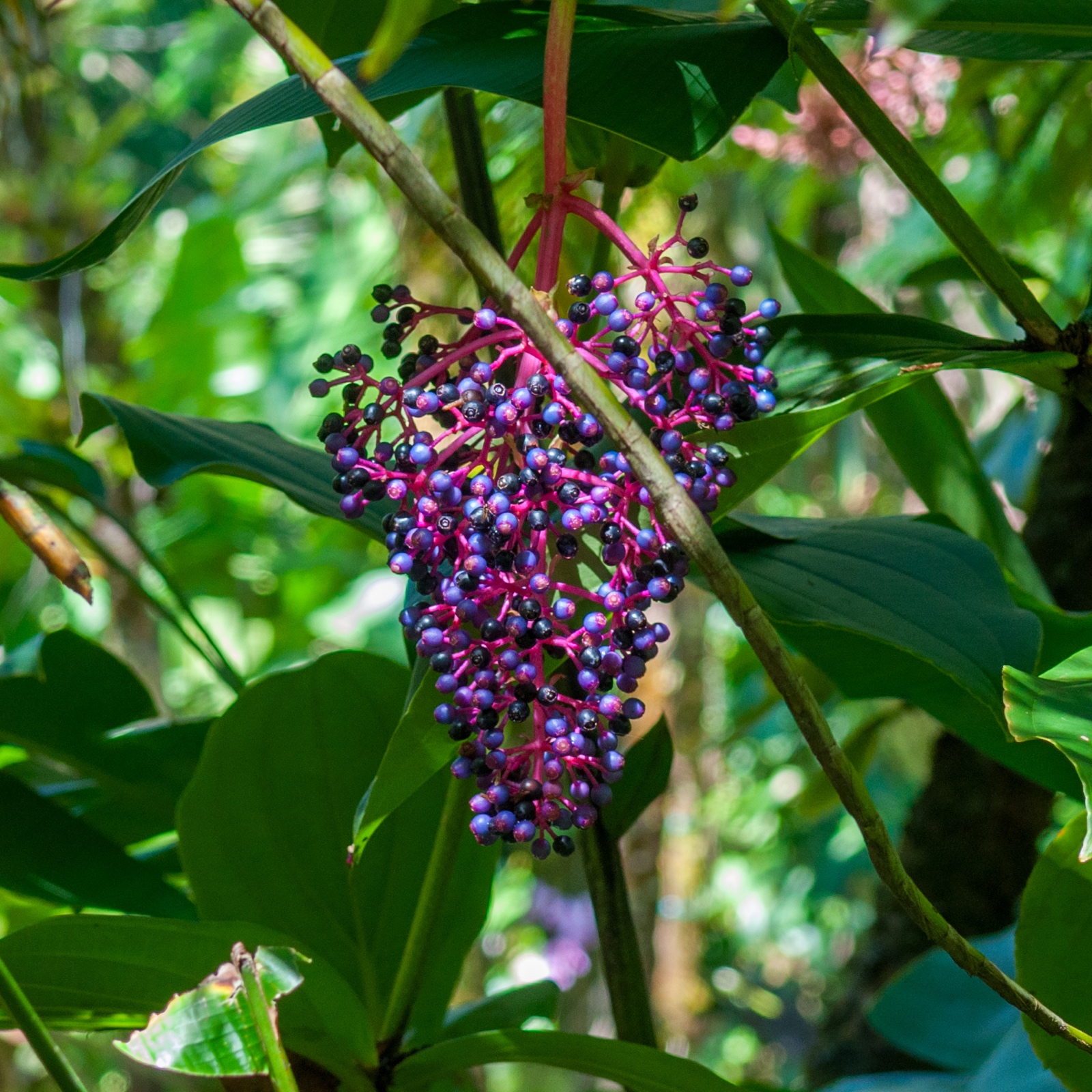 Medinilla magnifica - chandelier tree
