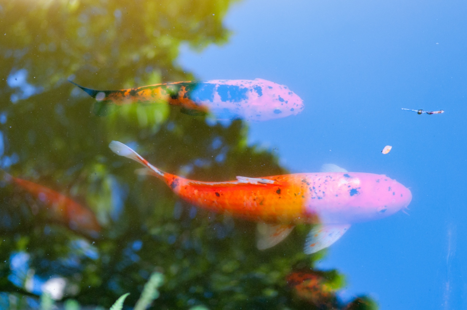 Botanischer Garten auf Hilo