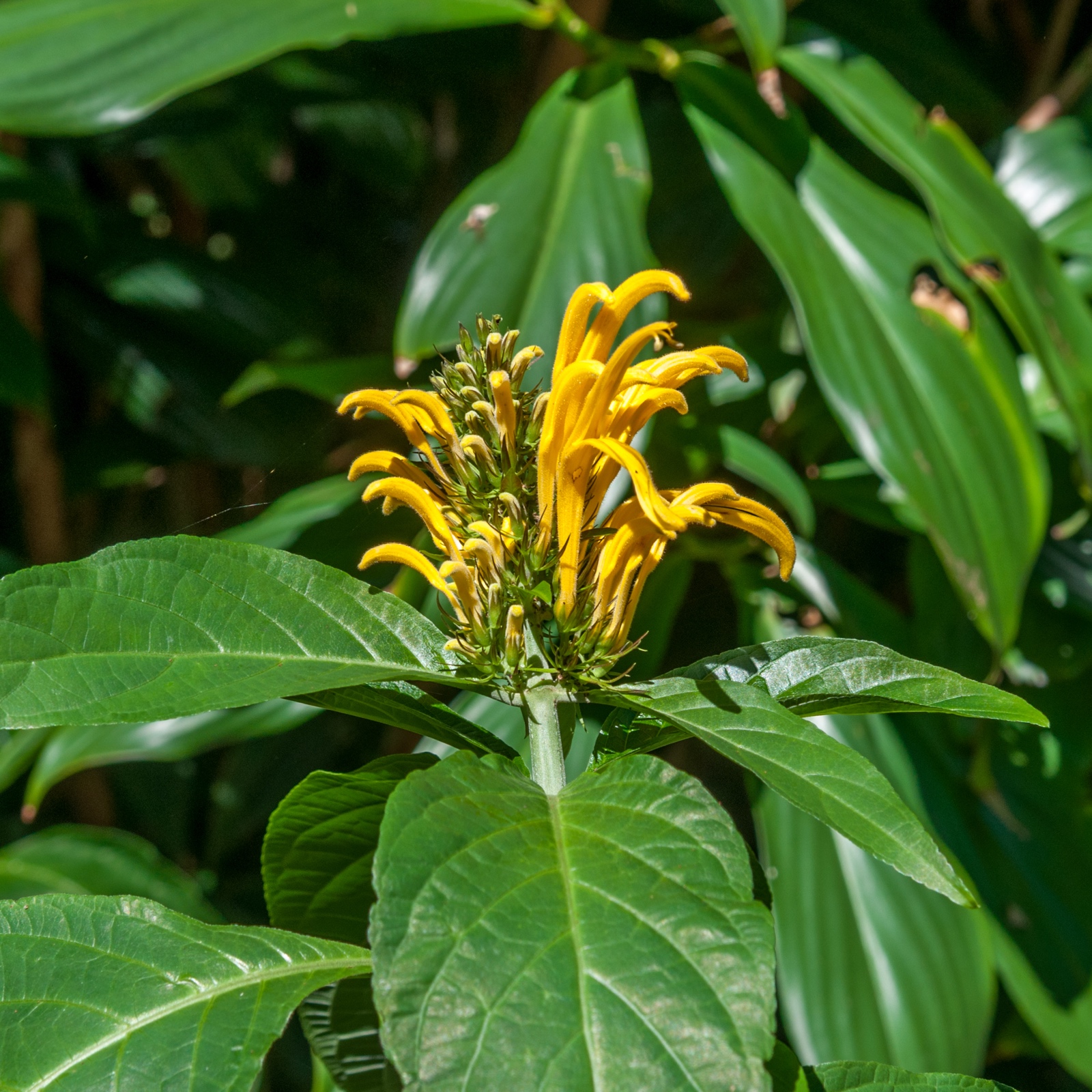Justicia aurea - gelbe Jacobinia
