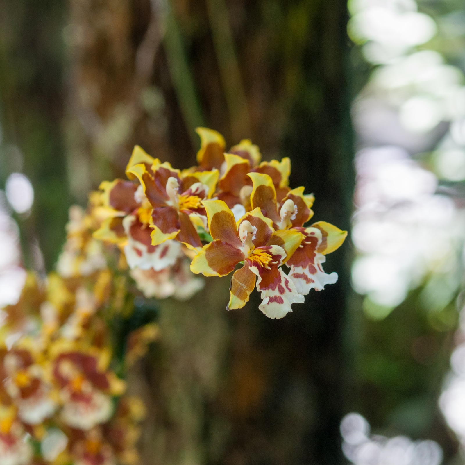 Orchidee im Botanischen Garten