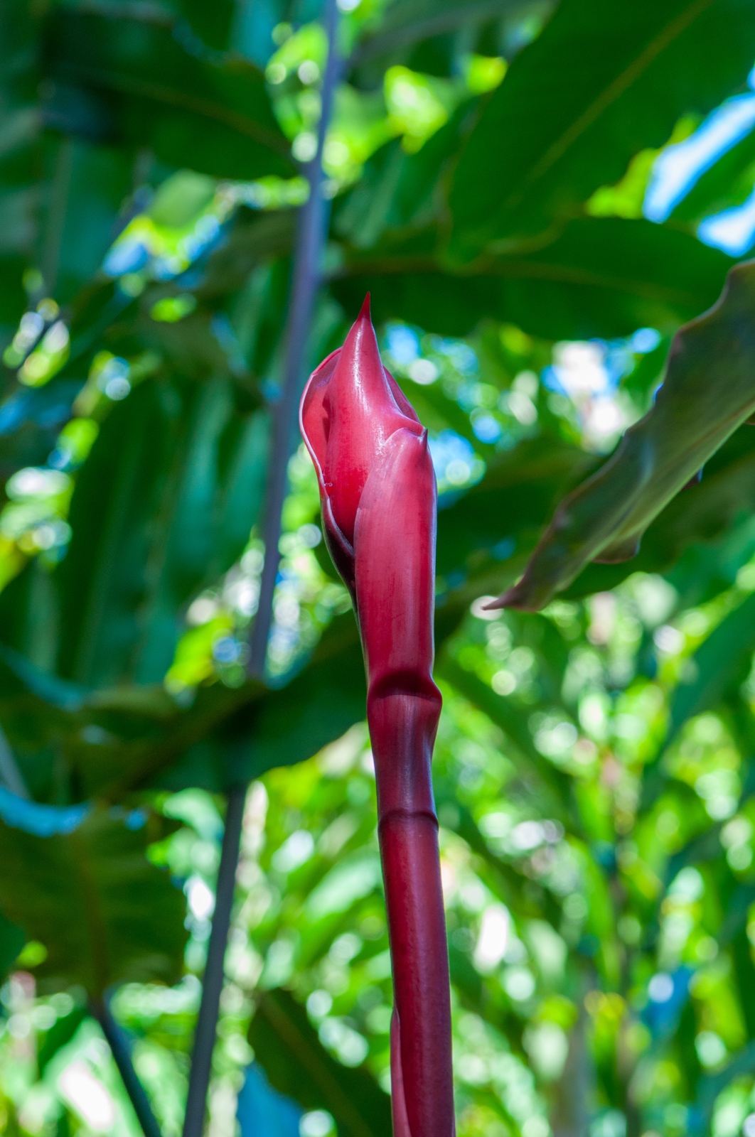 Etlingera elatior - Fackelingwer