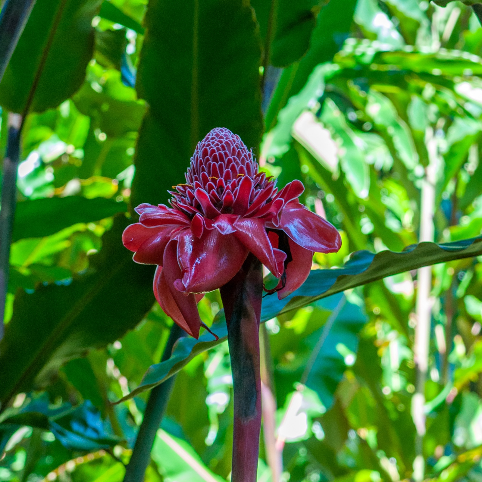 Etlingera elatior - Fackelingwer