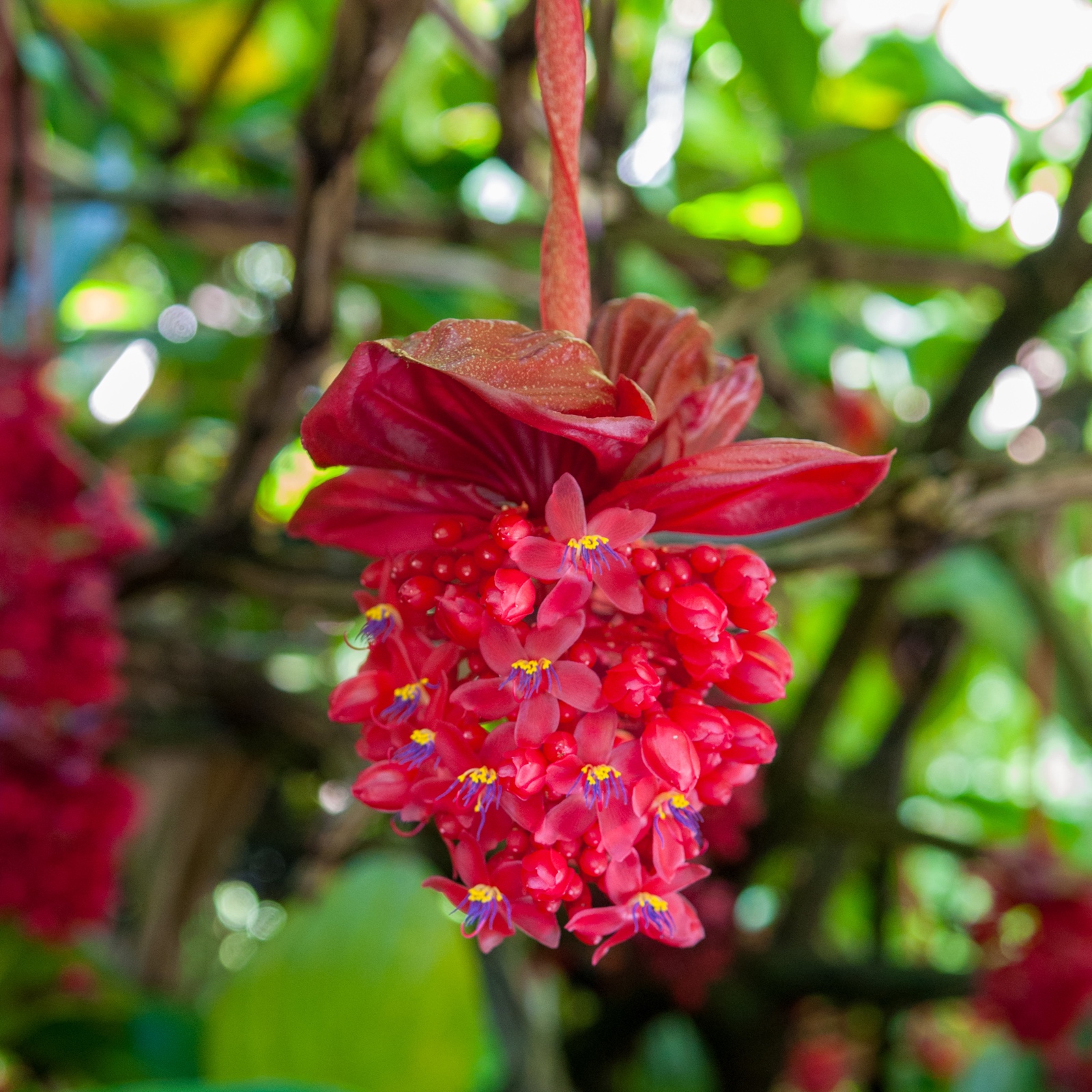 Medinilla magnifica - chandelier tree