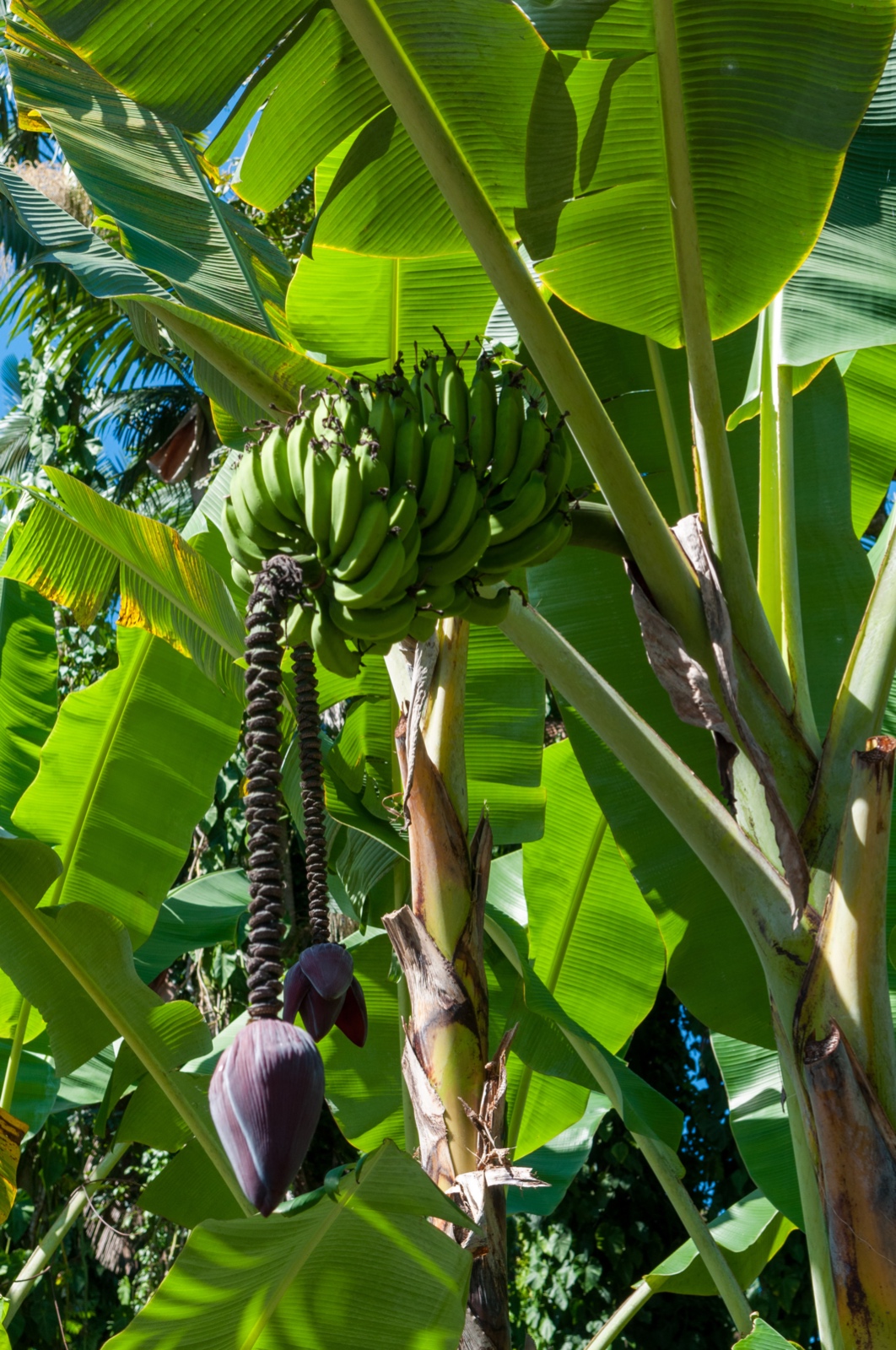 Bananenpflanze