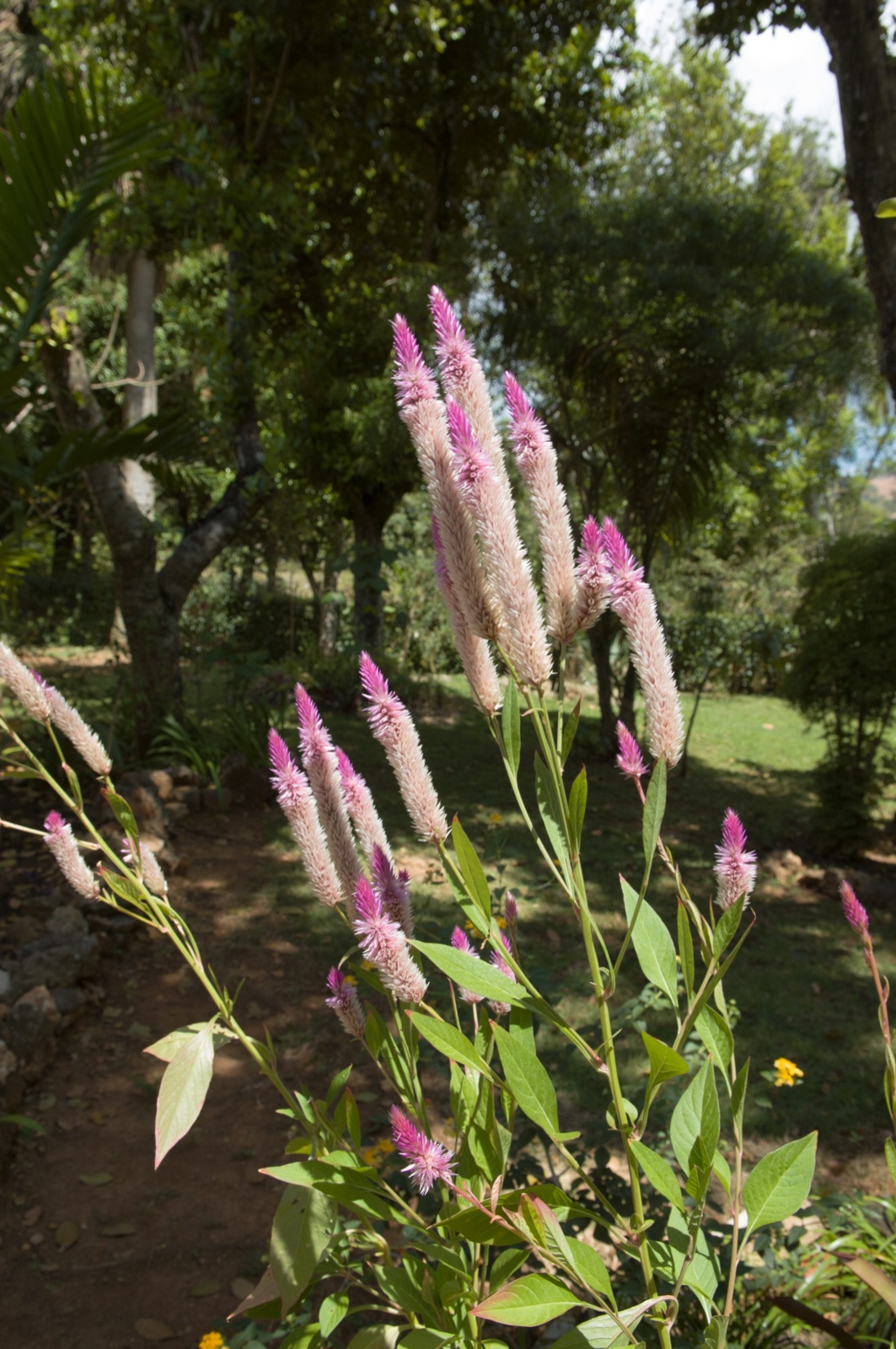Pflanzen im Garten des Walmuseums