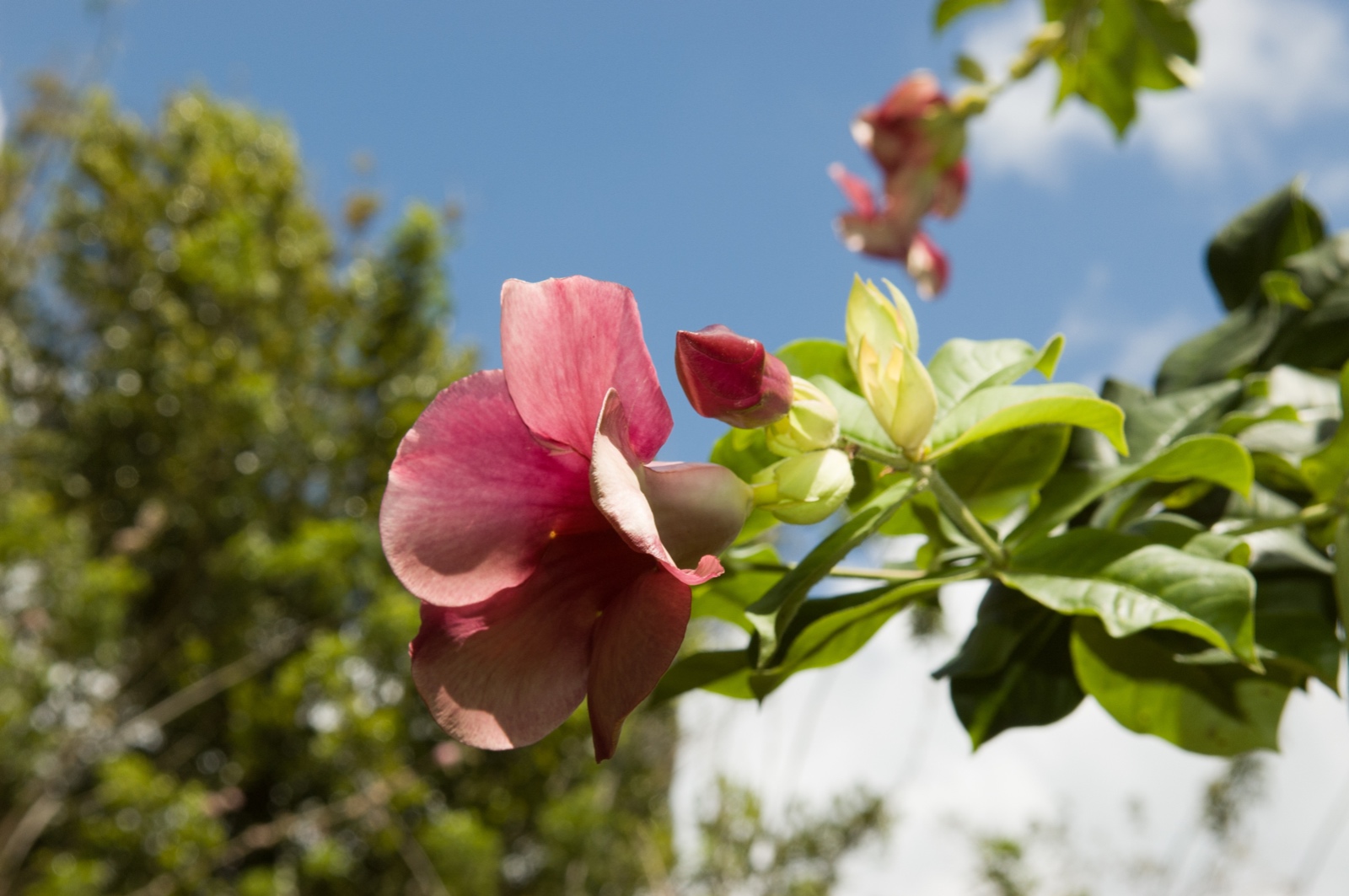 Pflanzen im Garten des Walmuseums