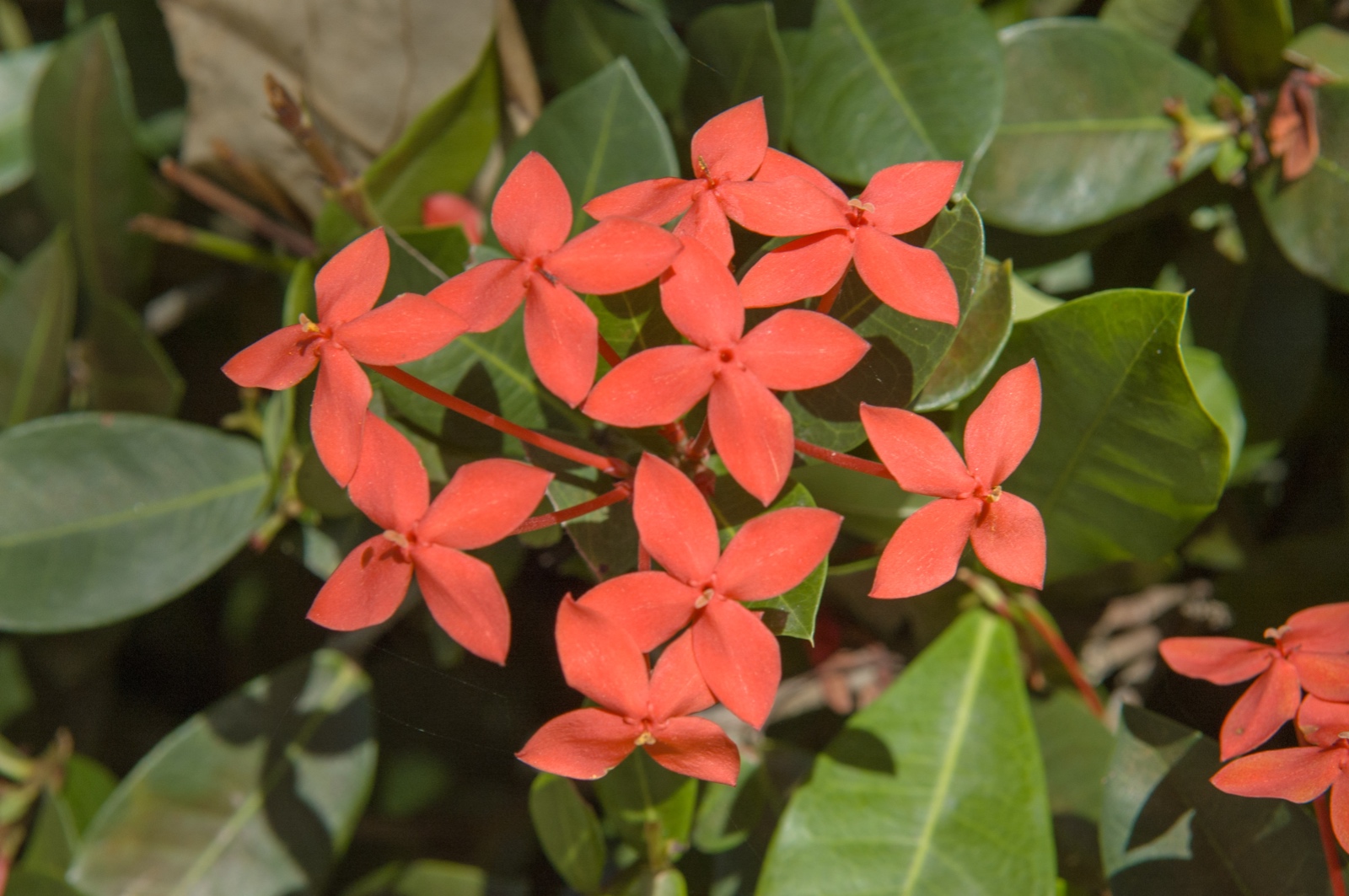 Pflanzen im Garten des Walmuseums