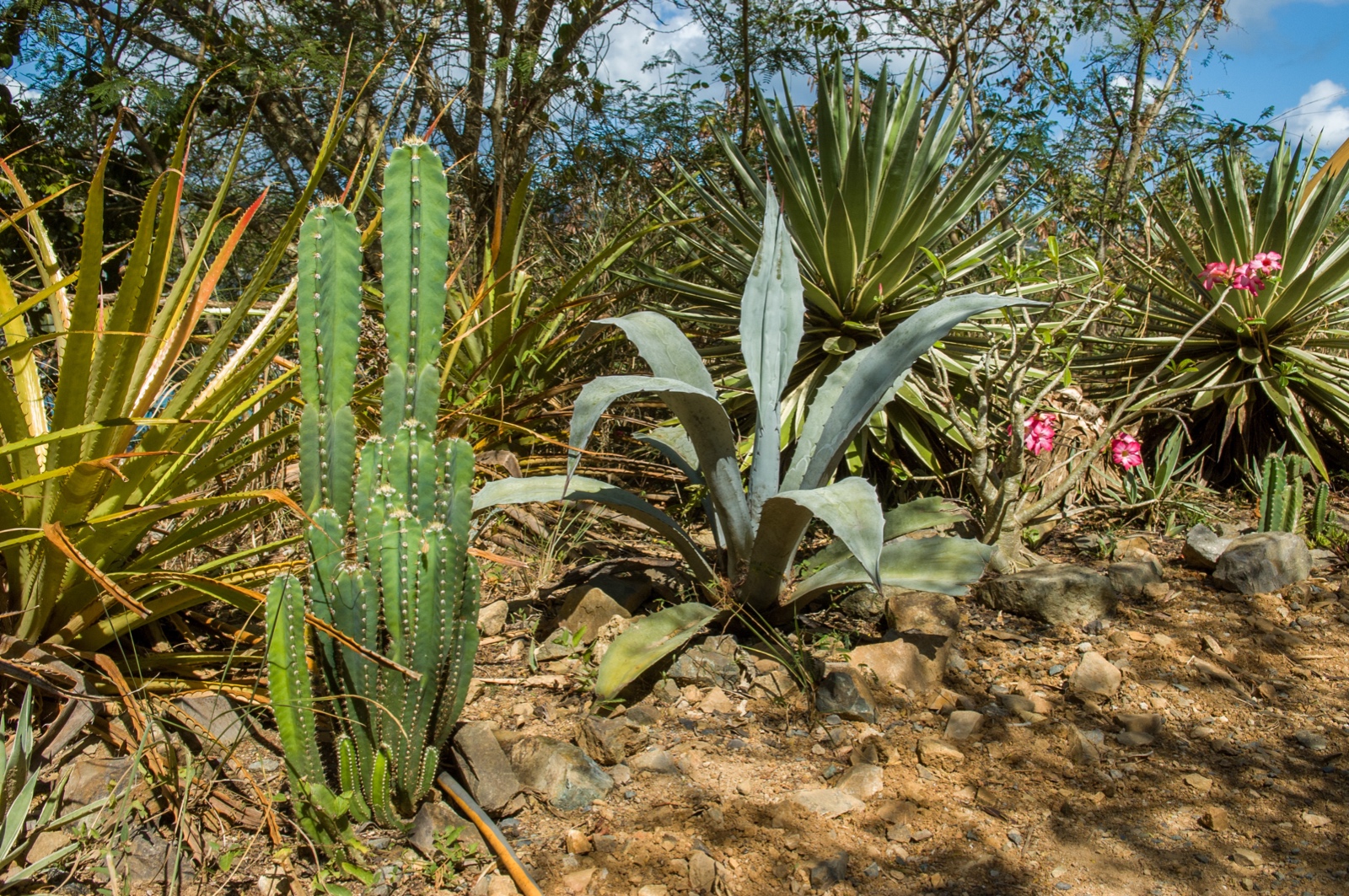 St. Thomas - US Virgin Islands