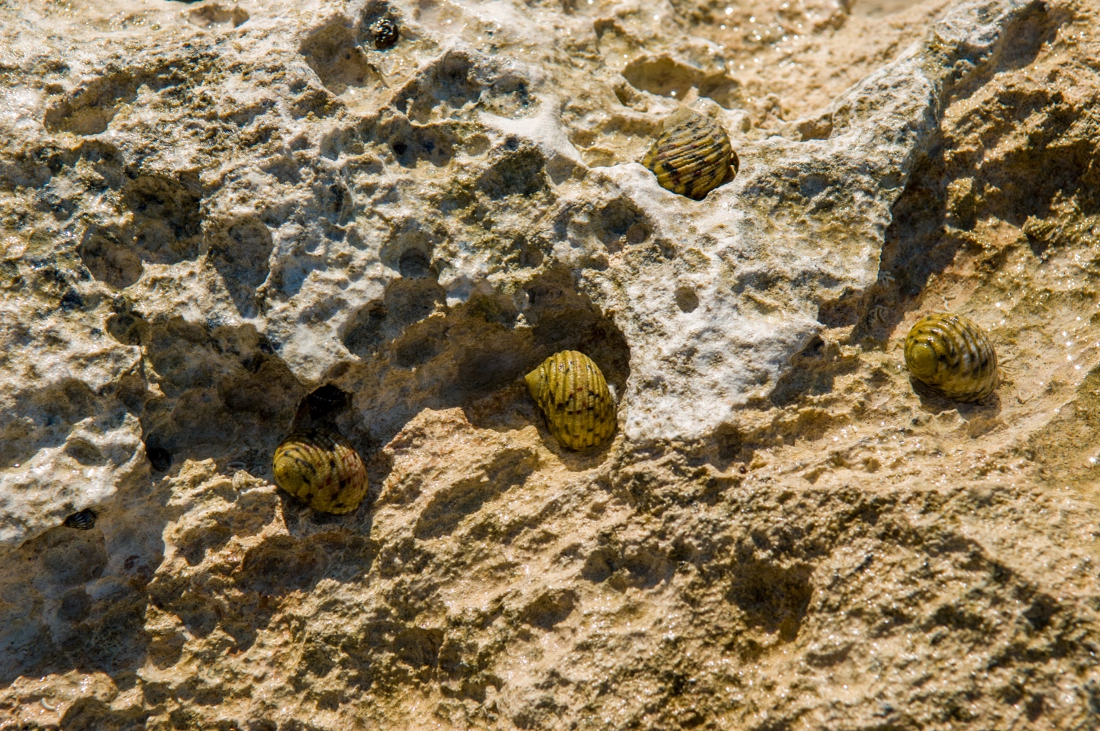 Meerschnecken im Wasser