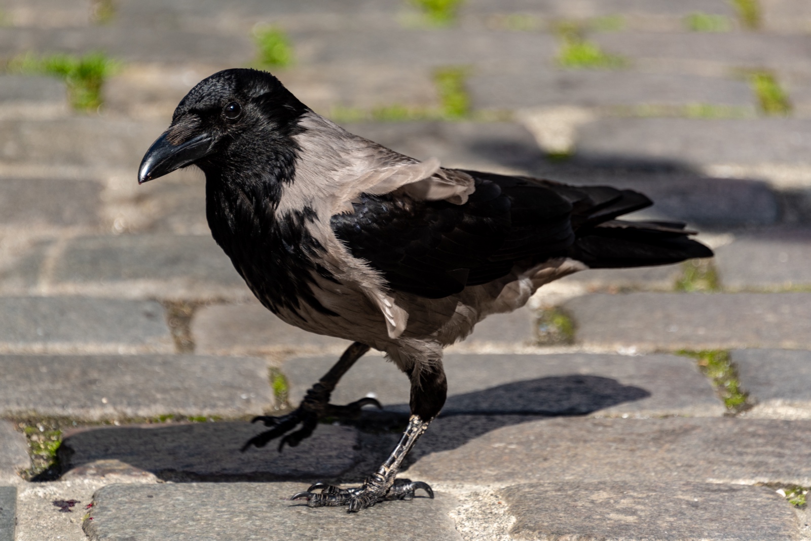 Nebelkrähe in Bergen, Norwegen