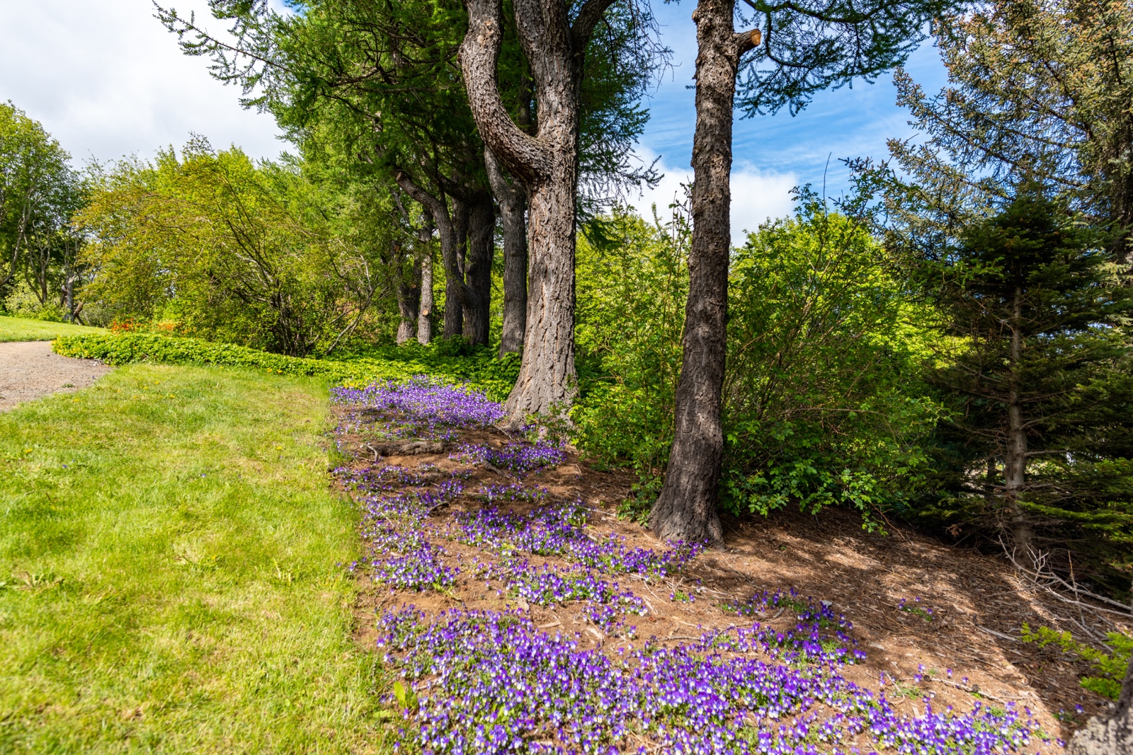 Botanischer Garten in Akureyri, Island
