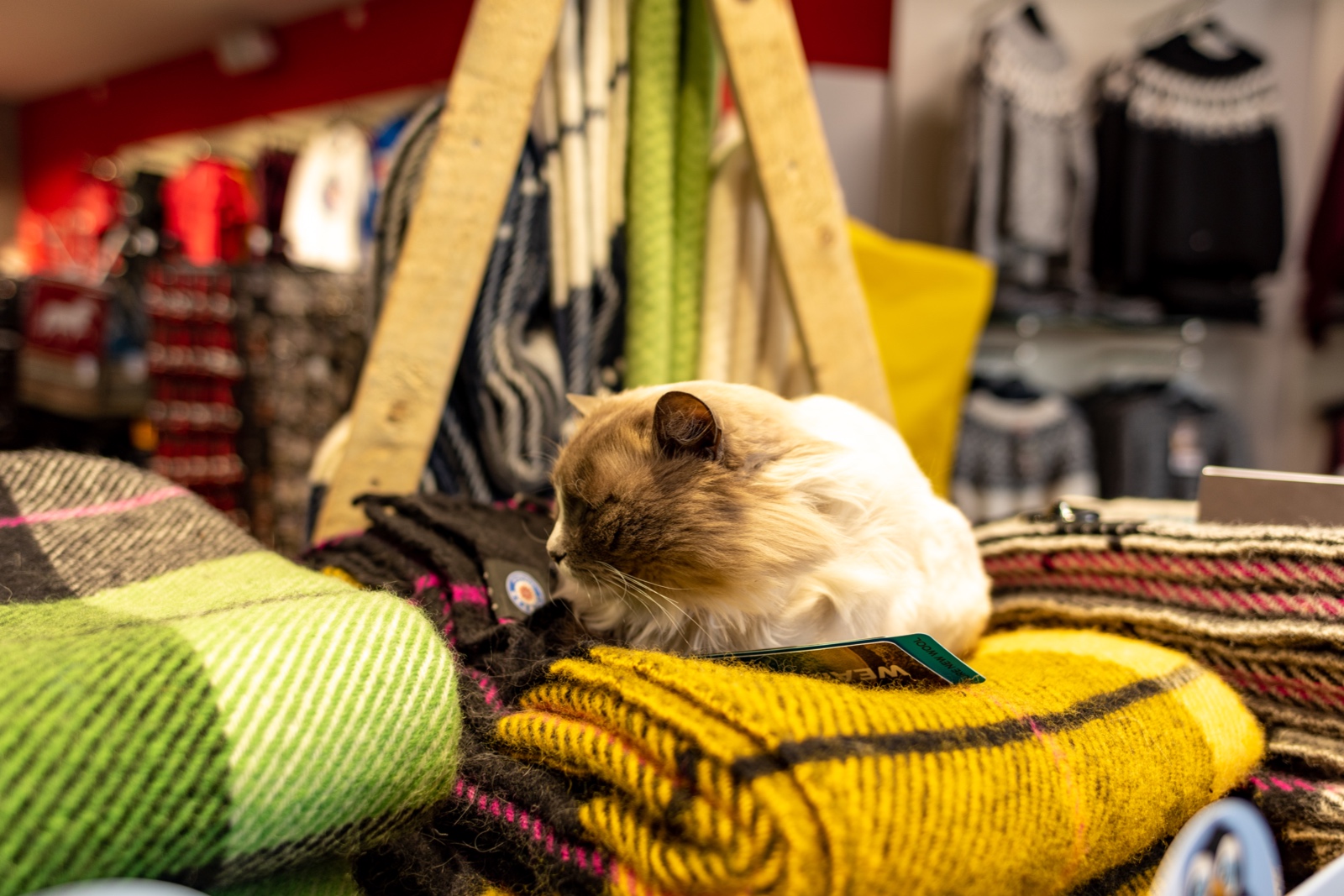 Ladenkatze in Reykjavik, Island