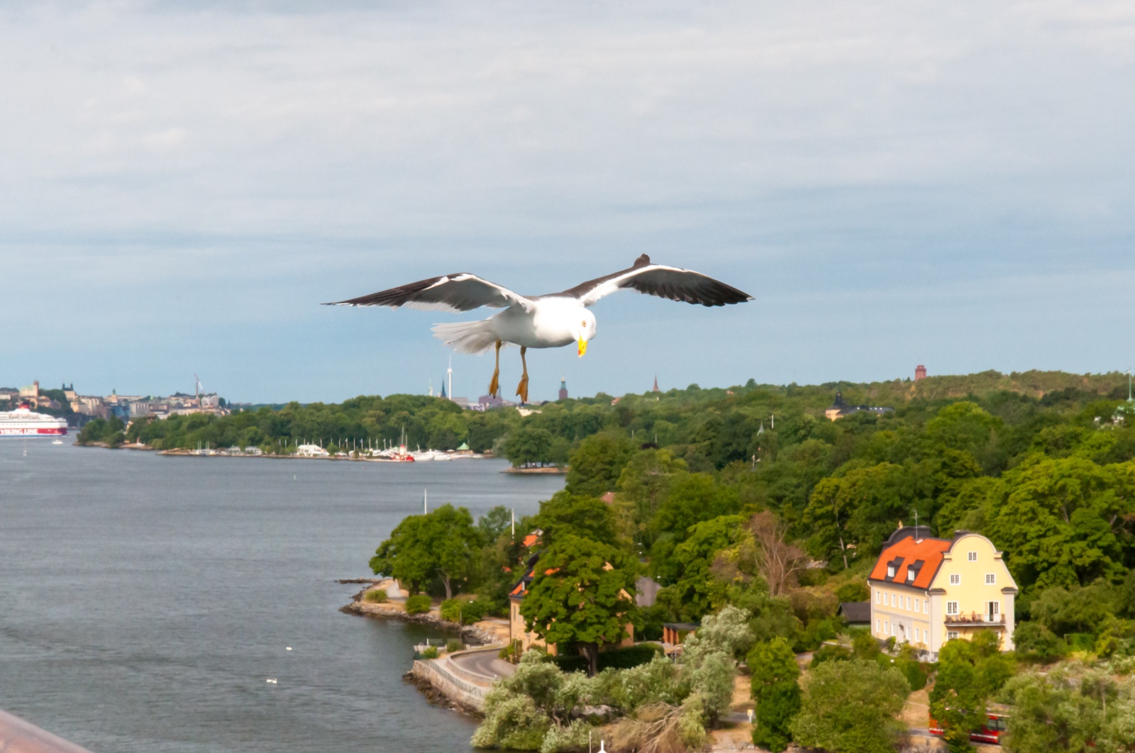 Möwe vor Stockholm
