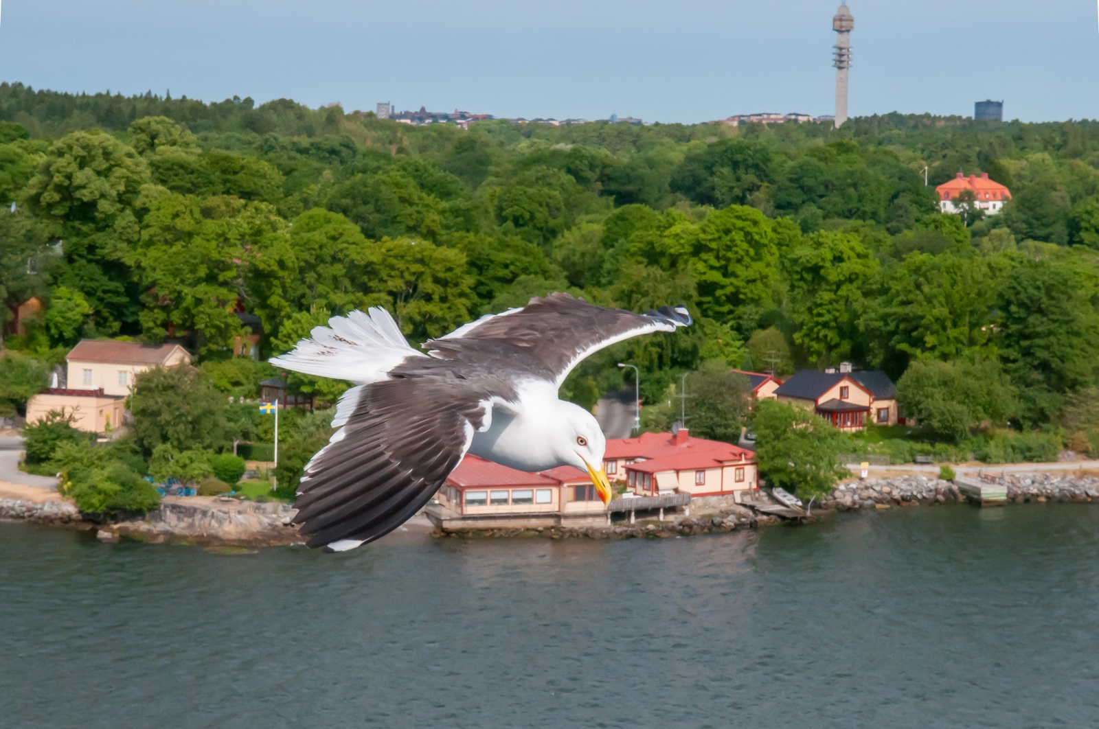 Möwe vor Stockholm