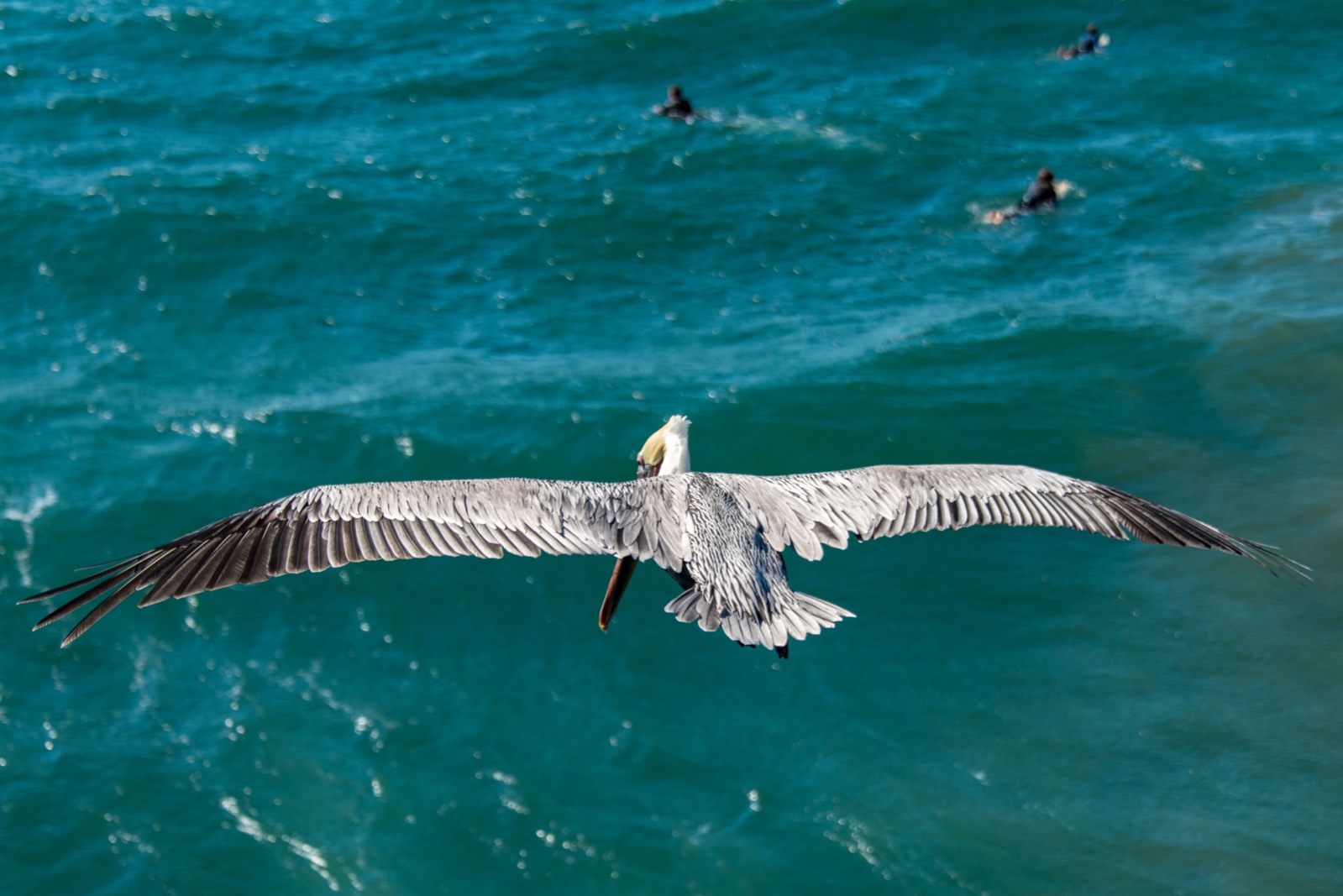 Pelikan in Huntington Beach