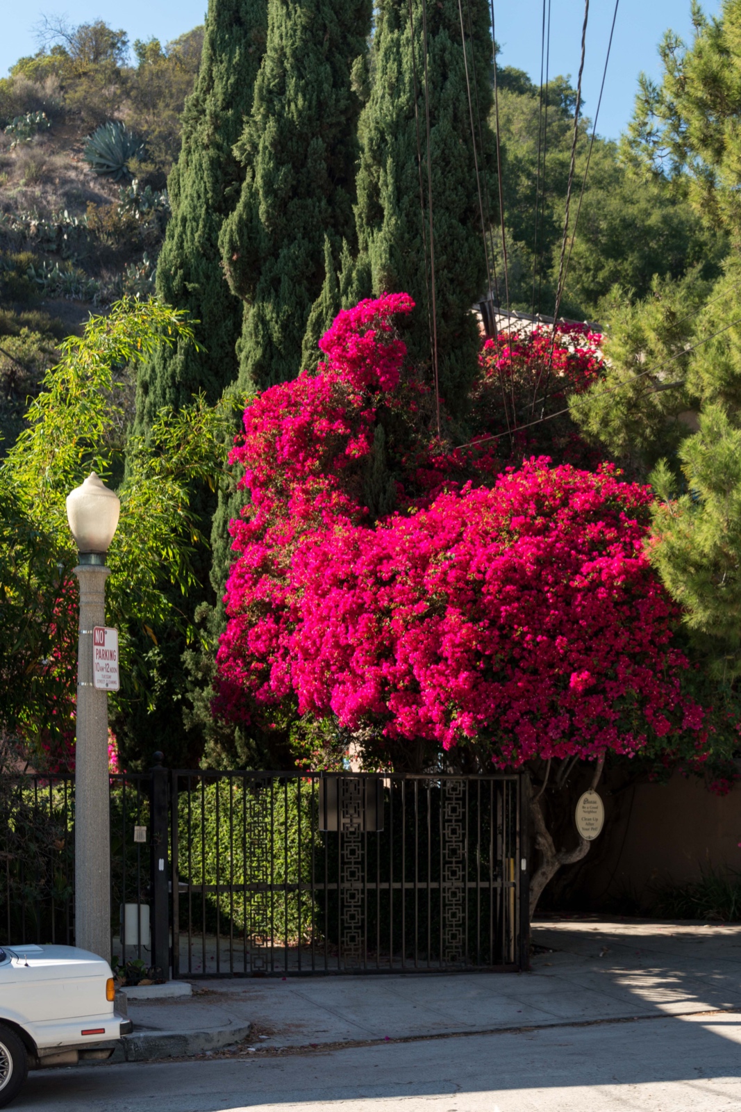 Bougainvillea, Los Angeles