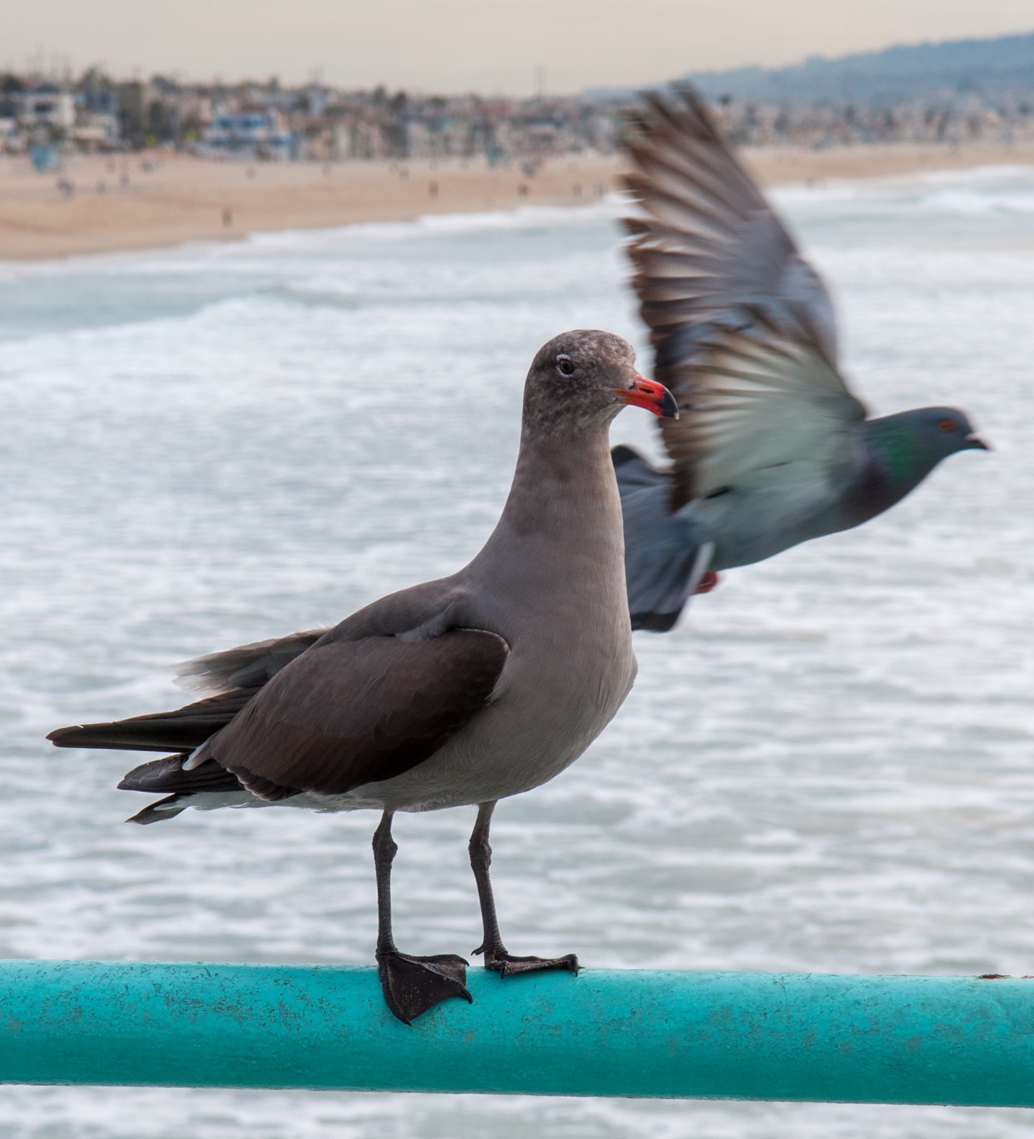 Santa Monica Pier