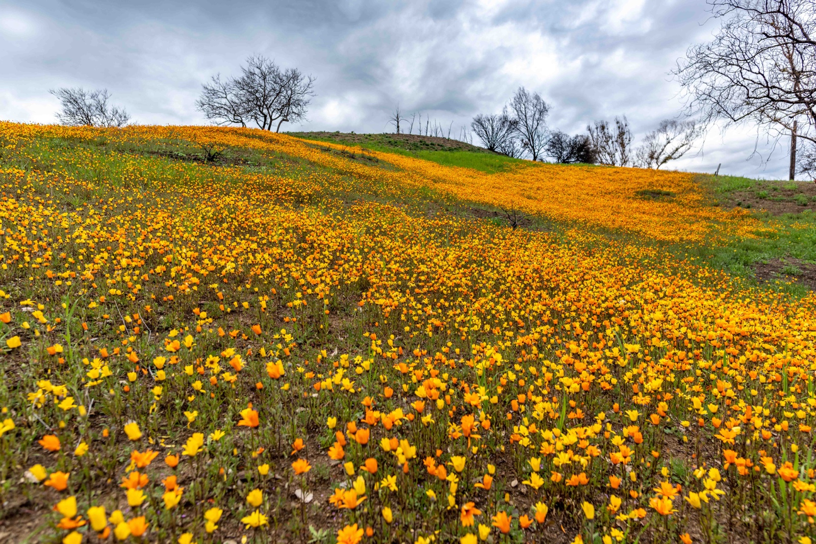 Santa Monica Mountains