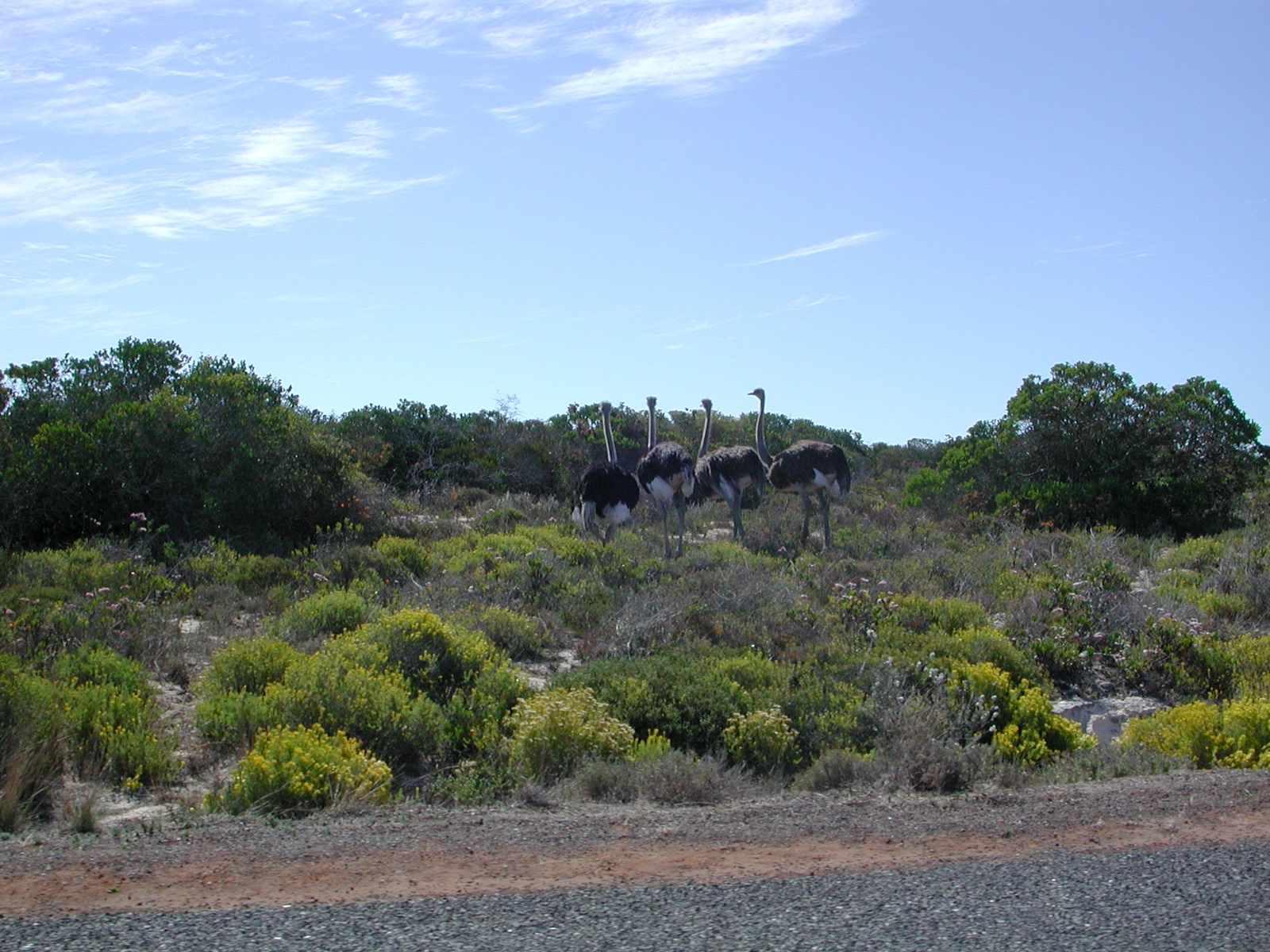 Yzerfontein