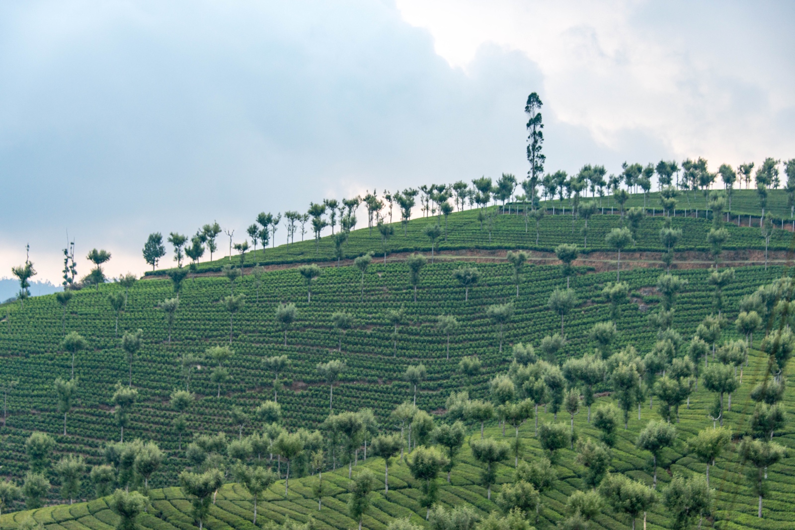 Teeplantagen während der Nostalgie-Zugfahrt nach Ooty