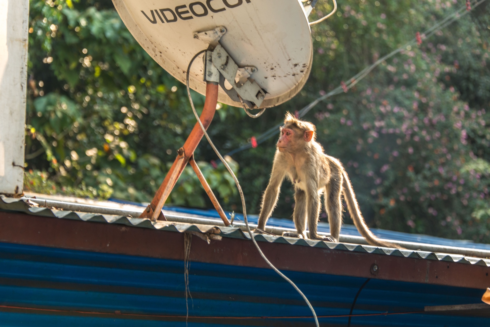 Affe auf dem heissen Blechdach