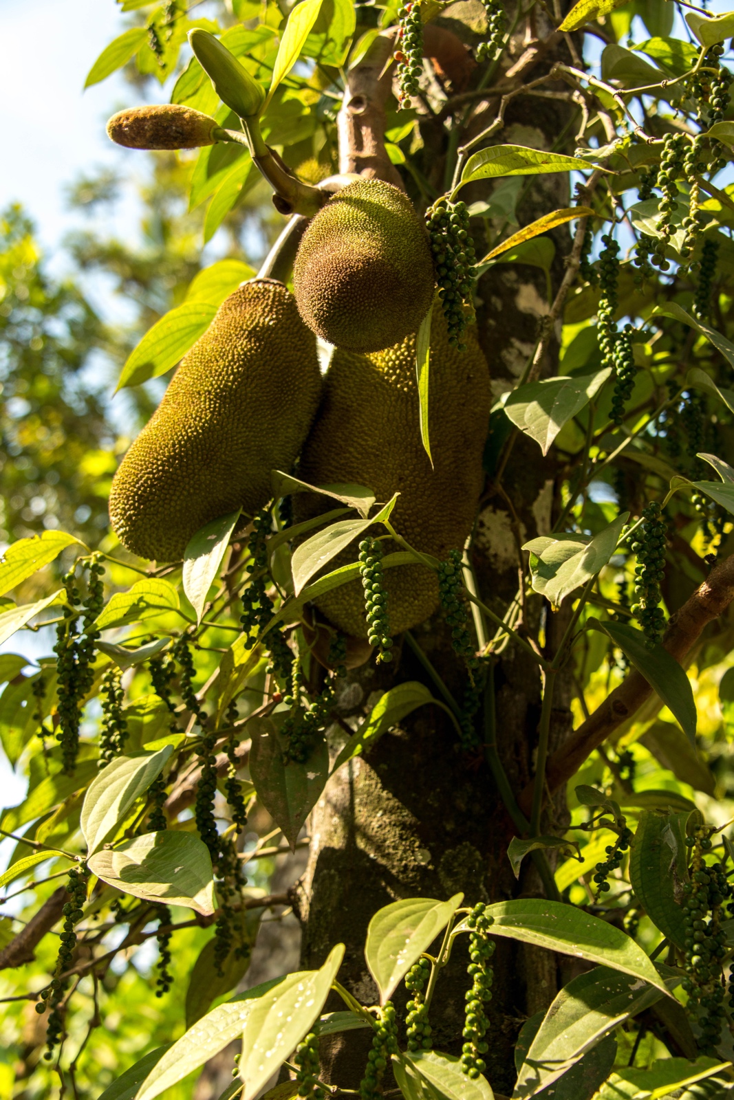 Jackfruit