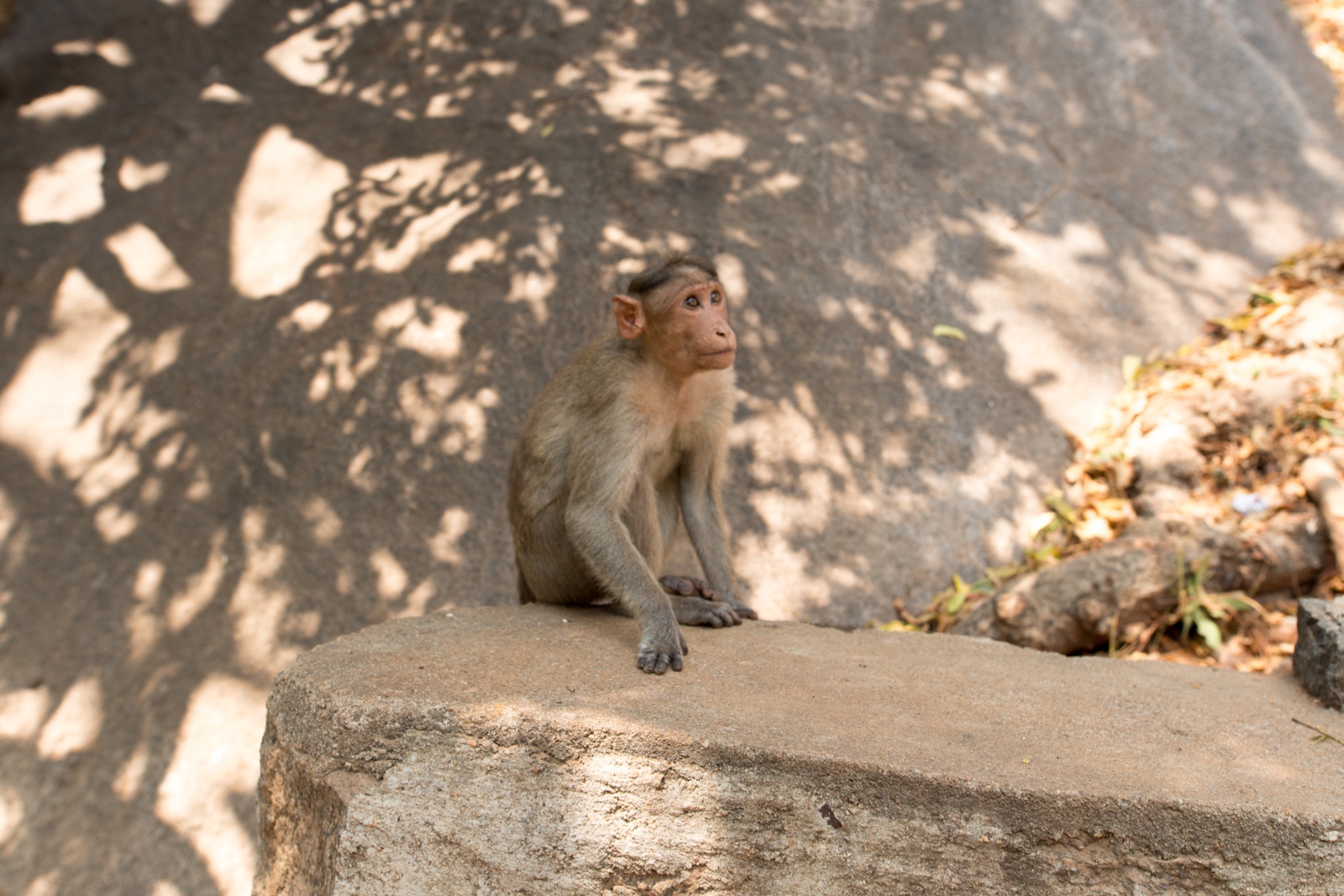 Affe in Mahabalipuram