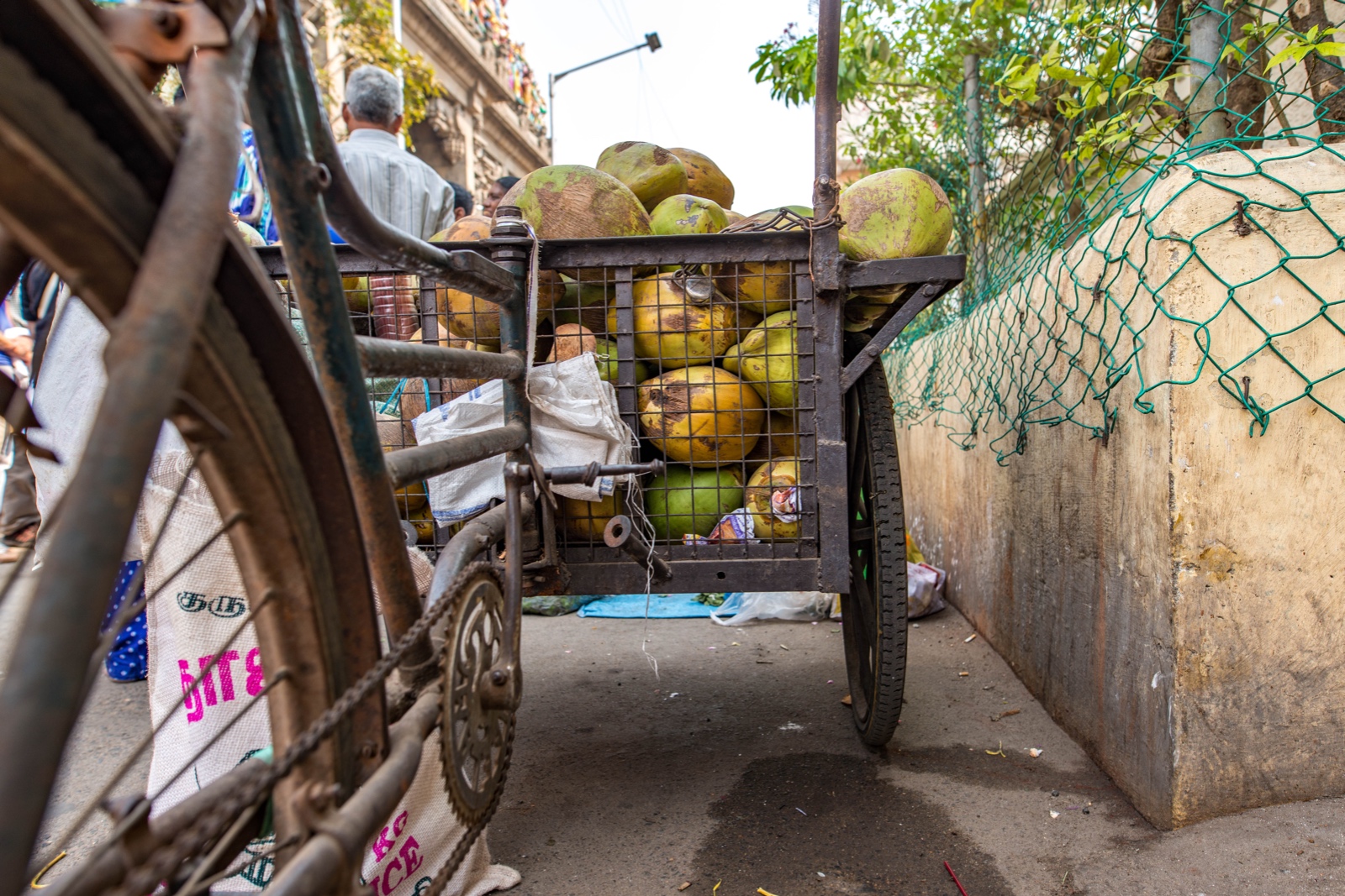 Kokosnüsse in Chennai