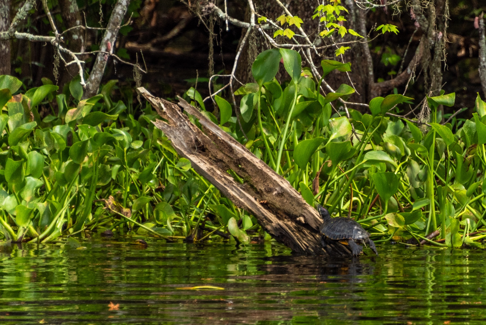 Swamp Tour, Louisiana