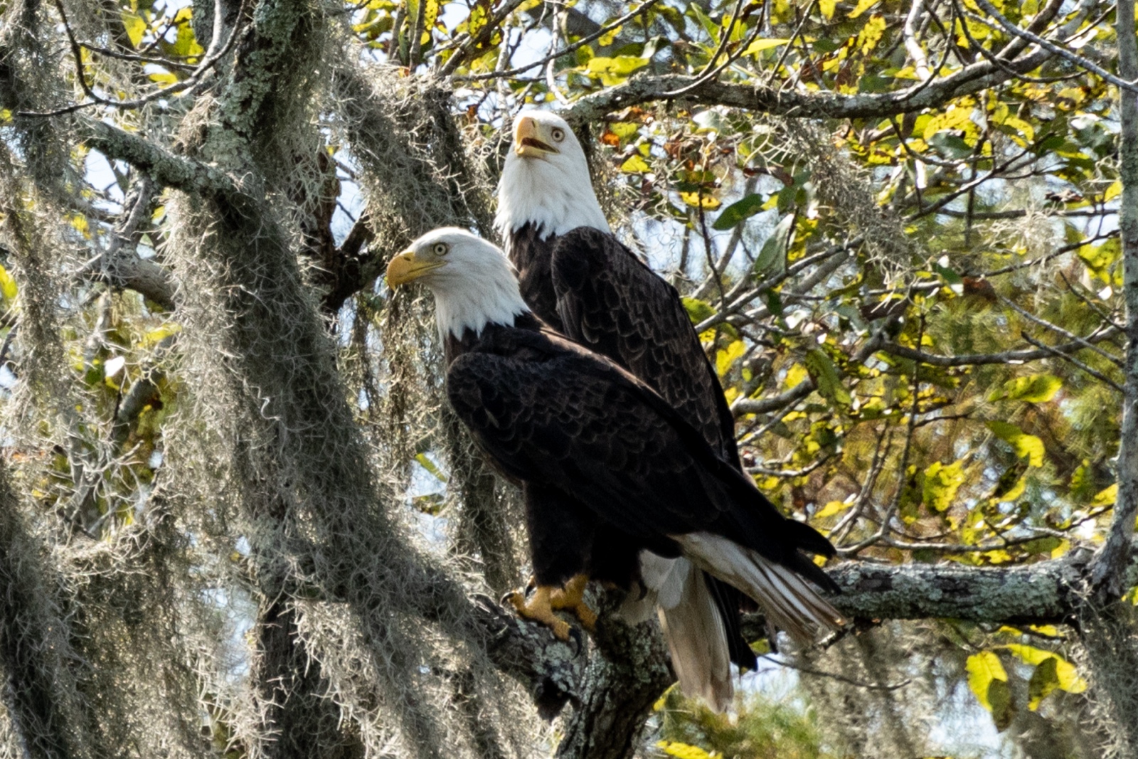Swamp Tour, Louisiana