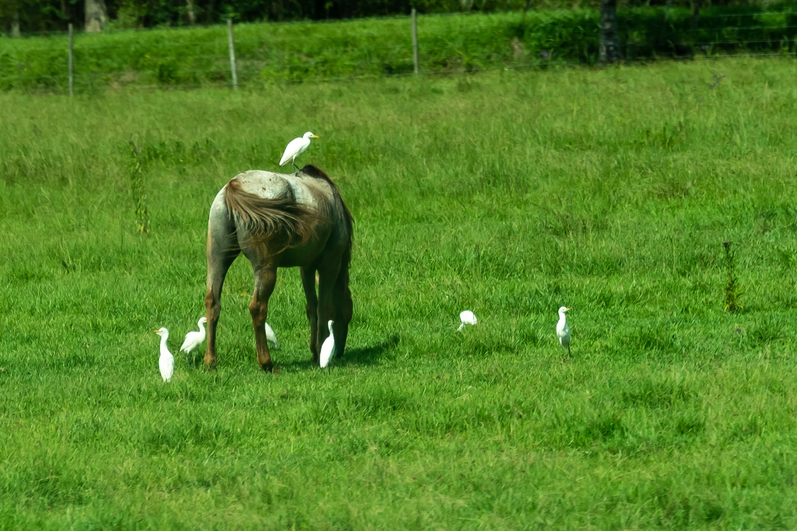 Swamp Tour, Louisiana